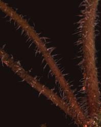Cardamine mutabilis. Inflorescence stem hairs.
 Image: P.B. Heenan © Landcare Research 2019 CC BY 3.0 NZ